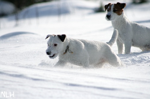 120226_alma ja inka.jpg - Snow patrol Alma & Inka